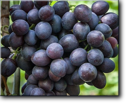 Аюта - гибридная форма столового винограда. Имеет отличный мускатный аромат и вкус.